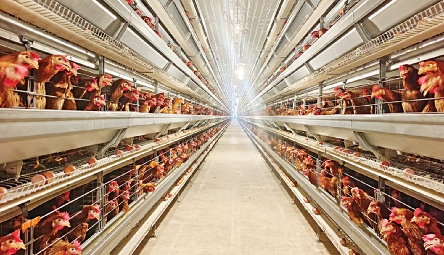 Pran to Invest Tk 600 Crore in Poultry Expansion by 2027 - Markedium